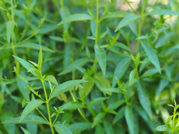 King Bitters Scientific Name Andrographis Paniculata Burm Wall Nees Fah — Stock Photo, Image