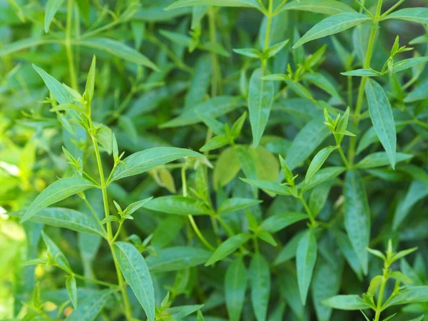 King Bitters Scientific Name Andrographis Paniculata Burm Wall Nees Fah — Stock Photo, Image