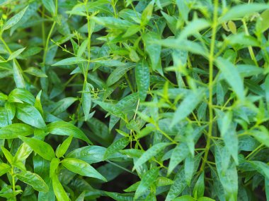 Acı bilimsel adı Andrographis olan Tayland otları Burm 'u panikletti, Fah Talai John, bahçede çiçek açan yeşil sebze ağacı doğa koronavirüsü, covid-19' u korudu.