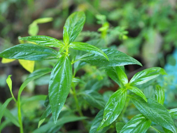 Thai Herbs King Bitter Scientific Name Andrographis Paniculate Burm Fah — Stock Photo, Image