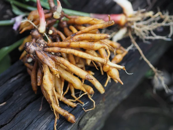 Boesenbergia Rotunda Kaempferia Cochinchinensis Gagnep Curcuma Rotunda Boesenbergia Pandurate Kaempferia Stok Resim