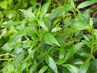 Acı bilimsel adı Andrographis olan Tayland otları Burm 'u panikletti, Fah Talai John, bahçede çiçek açan yeşil sebze ağacı doğa koronavirüsü, covid-19' u korudu.