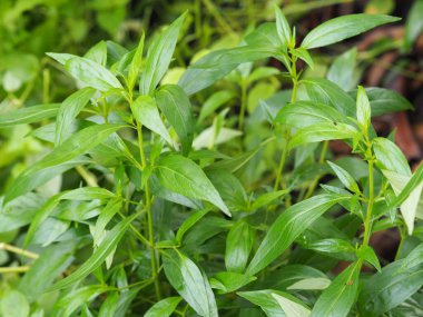Acı bilimsel adı Andrographis olan Tayland otları Burm 'u panikletti, Fah Talai John, bahçede çiçek açan yeşil sebze ağacı doğa koronavirüsü, covid-19' u korudu.