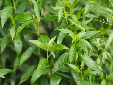 Acı bilimsel adı Andrographis olan Tayland otları Burm 'u panikletti, Fah Talai John, bahçede çiçek açan yeşil sebze ağacı doğa koronavirüsü, covid-19' u korudu.