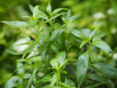 Acıların kralı, bilimsel adı Andrographis Paniculata Burm, Wall. Eski Nees, Fah Talai jhon, Tayland bitkileri boğaz ağrısını azaltır, ateşi düşürür, soğuk yeşil yaprakları ısıtır sebze doğası koronavirüsü korur, covid-19