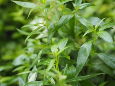 Acıların kralı, bilimsel adı Andrographis Paniculata Burm, Wall. Eski Nees, Fah Talai jhon, Tayland bitkileri boğaz ağrısını azaltır, ateşi düşürür, soğuk yeşil yaprakları ısıtır sebze doğası koronavirüsü korur, covid-19