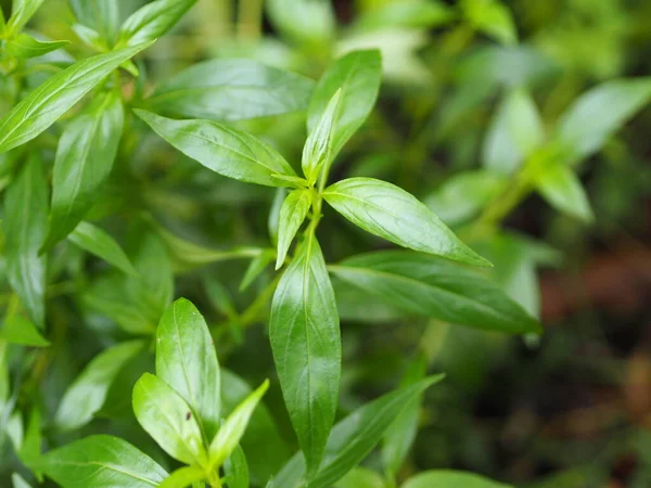 Thai Herbs King Bitter Scientific Name Andrographis Paniculate Burm Fah Stock Image