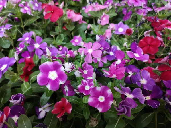 Cayenne Jasmine, Periwinkle, Catharanthus rosea, Madagaskar Periwinkle, Vinca, Apocynaceae çiçeklerinin doğanın bulanık arka planında pembe bahar çiçekleri