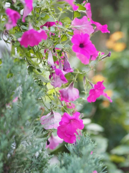 Волна Темно Розовый Каскад Цвета Фамилия Solanaceae Научное Название Petunia — стоковое фото