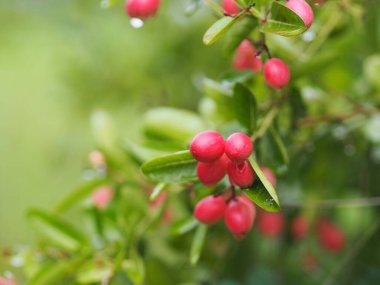 Karonda Fruit, Carissa Carandas L. Karanda; Carunda; İsa 'nın dikenleri, Apocynaceae ağacı bahçede çiçek açıyor.