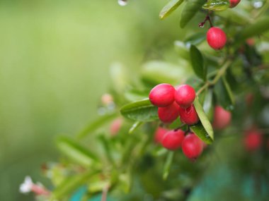 Karonda Fruit, Carissa Carandas L. Karanda; Carunda; İsa 'nın dikenleri, Apocynaceae ağacı bahçede çiçek açıyor.