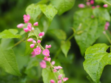 Pembe çiçek, küçük sarmaşık bilimsel adı Antigonon leptopus kancası, doğanın bulanık arka planında güzel buketlere yerleştirilmiş.