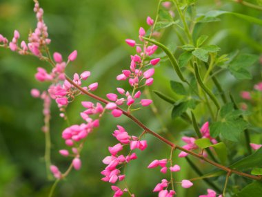 Pembe çiçek, küçük sarmaşık bilimsel adı Antigonon leptopus kancası, doğanın bulanık arka planında güzel buketlere yerleştirilmiş.