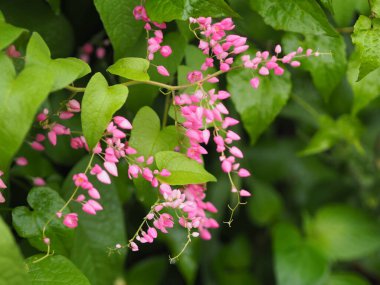 Pembe çiçek, küçük sarmaşık bilimsel adı Antigonon leptopus kancası, doğanın bulanık arka planında güzel buketlere yerleştirilmiş.