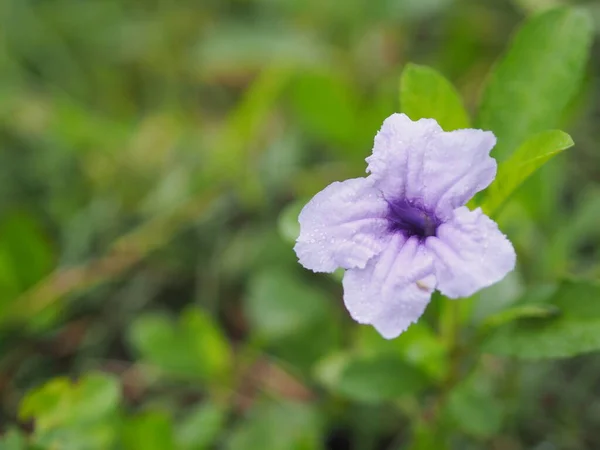 Waterkanon Watrakanu Minnieroot Ijzerwortel Koortwortel Popping Pod Cracker Plant Trai — Stockfoto