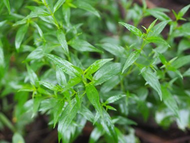 Acı bilimsel adı Andrographis olan Tayland otları Burm 'u panikletti, Fah Talai John, bahçede çiçek açan yeşil sebze ağacı doğa koronavirüsü, covid-19' u korudu.