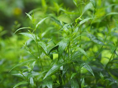 Acı bilimsel adı Andrographis olan Tayland otları Burm 'u panikletti, Fah Talai John, bahçede çiçek açan yeşil sebze ağacı doğa koronavirüsü, covid-19' u korudu.