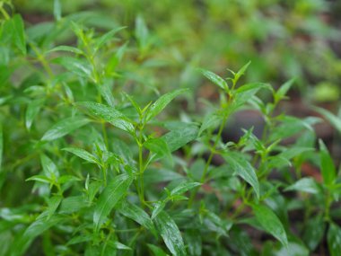 Acı bilimsel adı Andrographis olan Tayland otları Burm 'u panikletti, Fah Talai John, bahçede çiçek açan yeşil sebze ağacı doğa koronavirüsü, covid-19' u korudu.