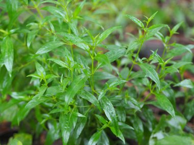 Acı bilimsel adı Andrographis olan Tayland otları Burm 'u panikletti, Fah Talai John, bahçede çiçek açan yeşil sebze ağacı doğa koronavirüsü, covid-19' u korudu.