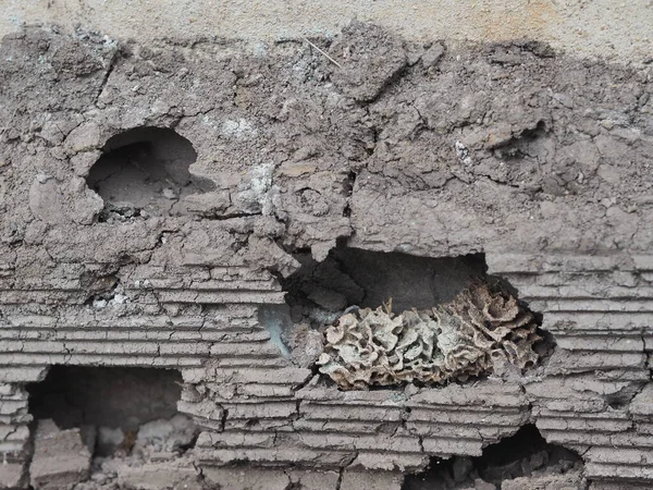 Termite Nest Layer Soil Ground Animal Nature — Stock Photo, Image