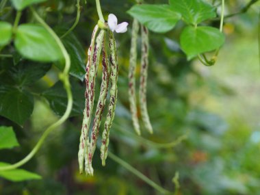 Vigna unguiculata sesquipedalis, Sesquipedalis, Magnoliophyta, Fabaceae, yeşil sebze bahçesi uzun fasulye, doğada yetişen çiğ gıda