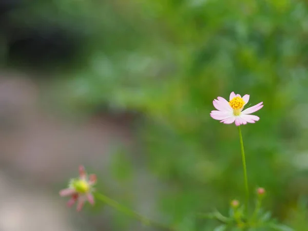 Rózsaszín Virág Cosmos Caudatus Vad Kozmosz Ulam Raja Király Saláta — Stock Fotó