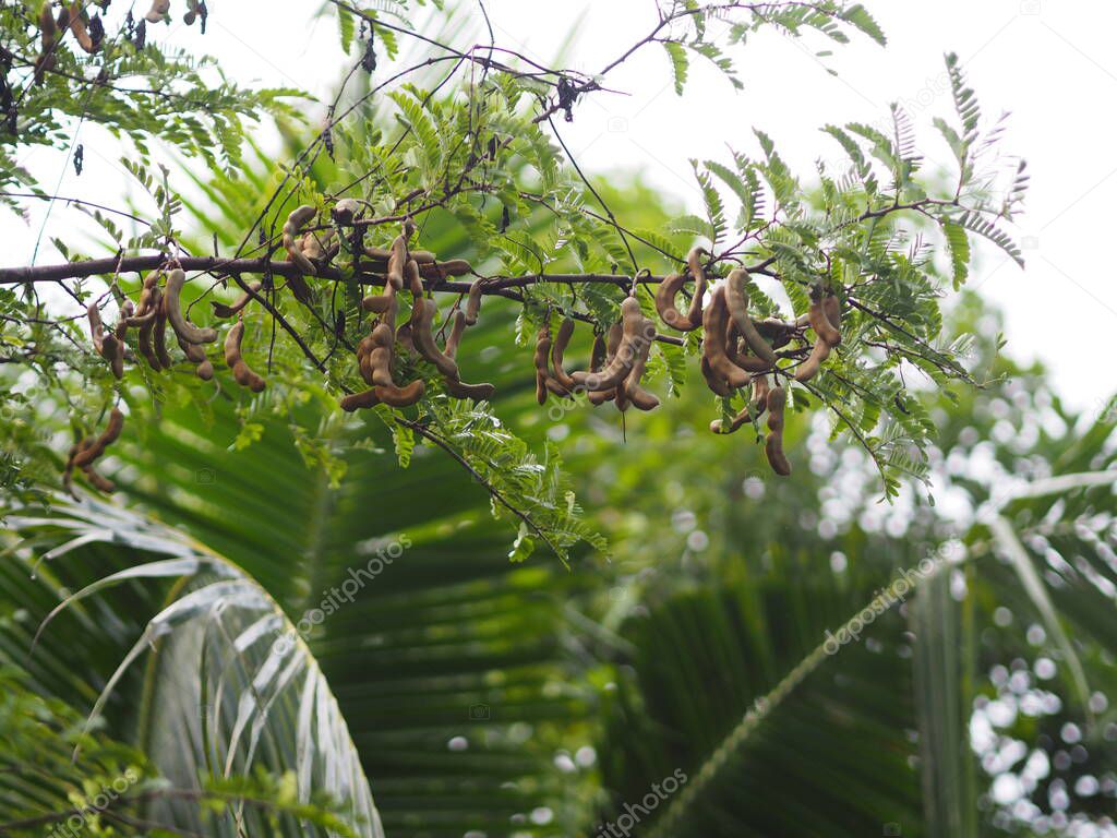 Tamarind sour and sweet fruit blooming in garden on nature background, Fabaceae
