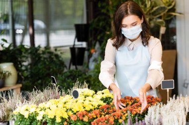 Çiçekçide kasımpatı ve Heather 'ı önemseyen tıbbi maskeli genç bir çiçekçi.