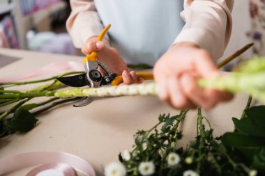 Close up view of florist with secateurs cutting stalk of plant near chrysanthemums on desk on blurred foreground clipart