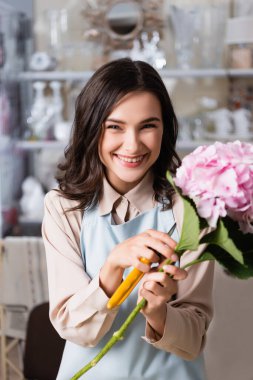 Happy female florist with secateurs and blooming hydrangea looking at camera in flower shop on blurred background clipart