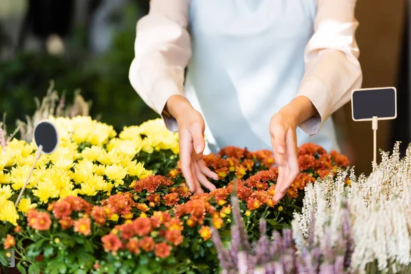 Cropped View Florist Caring Flowers Shop Blurred Foreground — Stock Photo, Image