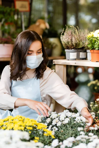 Jovem Florista Máscara Médica Cuidar Crisântemos Primeiro Plano Borrado — Fotografia de Stock