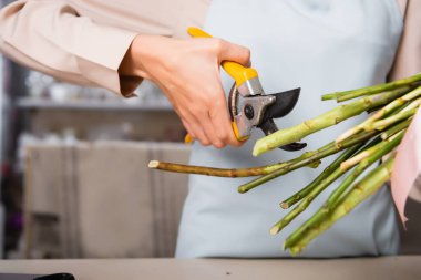 Cropped view of female florist holding secateurs near stalks of flowers on blurred background clipart