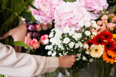 Cropped view of florist taking branch of chrysanthemums, while gather bouquet near range of flowers on blurred background clipart