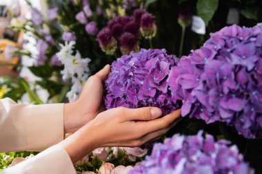 Cropped view of female florist caring about purple hydrangeas near flowers on rack on blurred background clipart