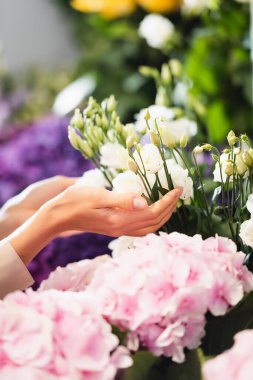 Ön planda bulanık ortancaların yakınındaki Eustoma çiçeklerini önemseyen kadın çiçekçinin kırpılmış görüntüsü.
