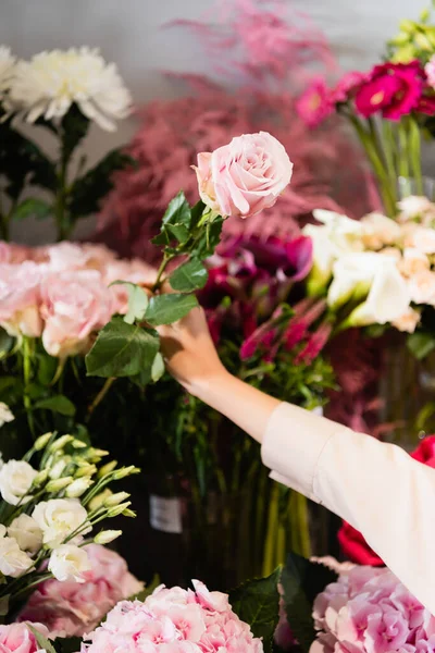 Cropped view of florist taking rose in store with blurred flowers on background