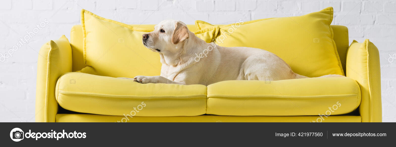 labrador sofa