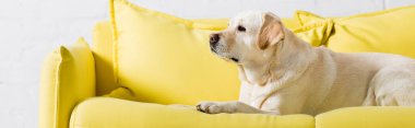 Labrador köpeği evdeki rahat sarı kanepede yatıyor, afiş.