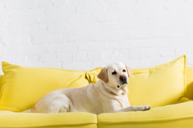 Labrador köpeği beyaz tuğla duvarın yanındaki yumuşak sarı kanepede yatıyordu.