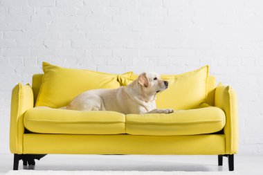 Labrador köpeğinin beyaz tuğla duvarın yanındaki rahat sarı koltukta yatışı.