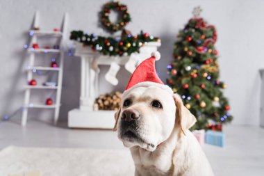 Noel Baba şapkalı labrador köpeği, bulanık arka planda süslü Noel ağacı ve şömine.