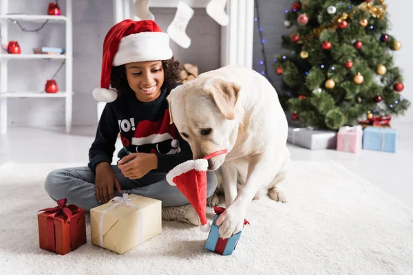 Labrador Hund Mit Weihnachtsmütze Auf Nase Berührt Geschenkbox Der Nähe — Stockfoto