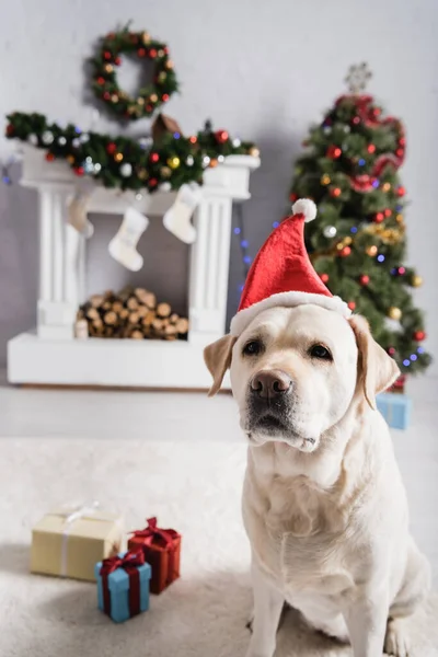 labrador in santa hat near gift boxes, christmas tree and decorated fireplace on blurred background