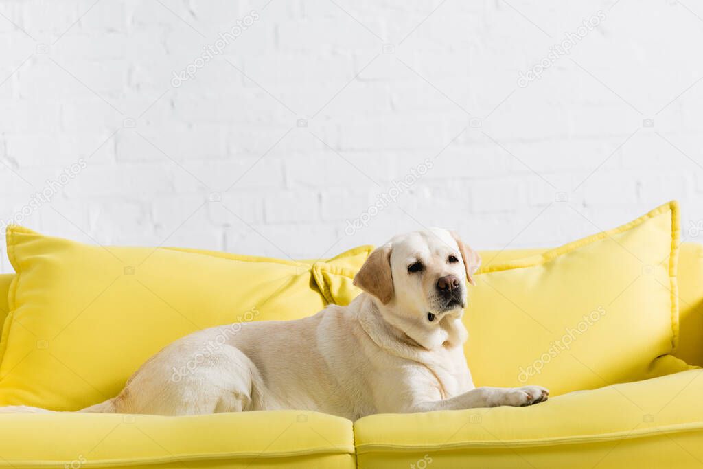labrador dog lying on soft yellow sofa near white brick wall
