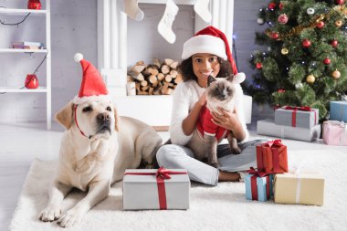 Gülümseyen Afrikalı Amerikalı kız Labrador köpeğinin yanında kediyi okşuyor, Noel ağacı ve hediye kutuları. 