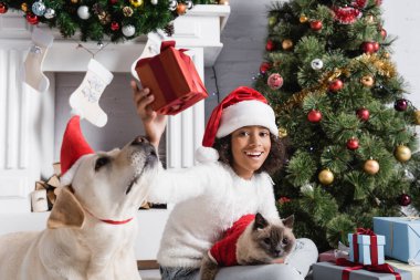 Heyecanlı Afrikalı Amerikalı kız, Labrador köpeği ve kedisiyle yılbaşı ağacının yanında otururken hediye kutusunu tutuyor.