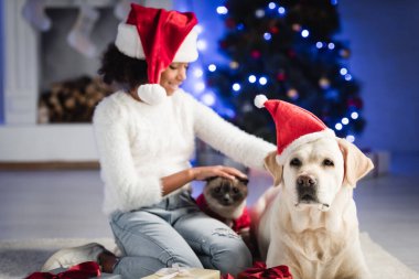 Pozitif Afro-Afrikalı Amerikalı kız, Noel Baba şapkası takmış, arka planda bulanık beyaz halıda otururken kedi ve köpeğe bakıyor.