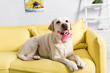 KYIV, UKRAINE - OCTOBER 02, 2020: Retriever with joystick lying on sofa at home on blurred background clipart