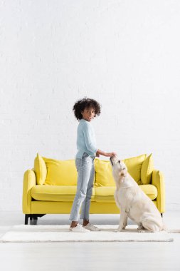 Smiling african american girl looking at camera, while feeding labrador at home